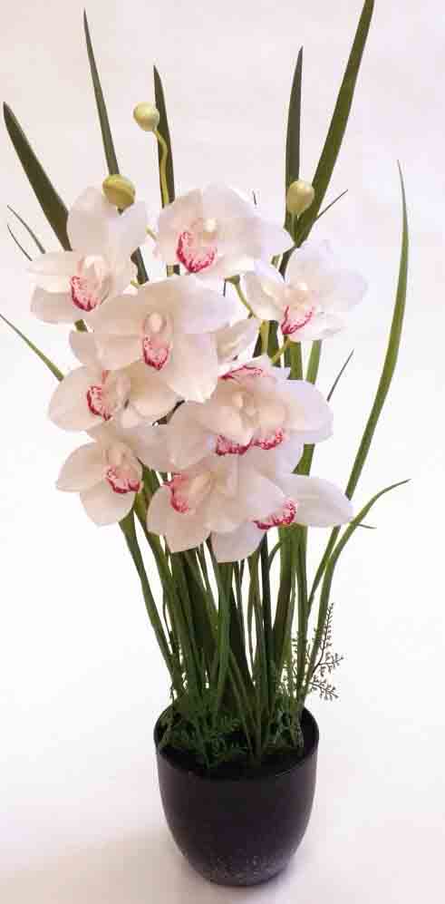 COP - 36" Potted Cymbidium Orchid x 2 - 32.25 ea