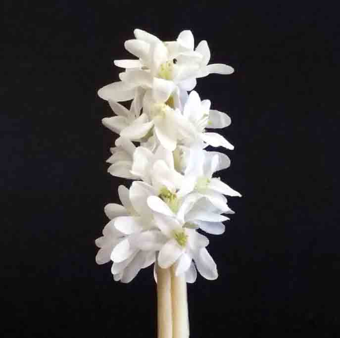 H848 - 13" Hyacinth Stem - 1.95 ea, 1.75/12