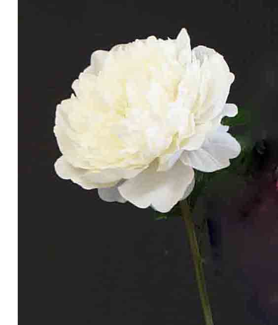 P30 - 12" White Peony Pick - 1.65 ea
