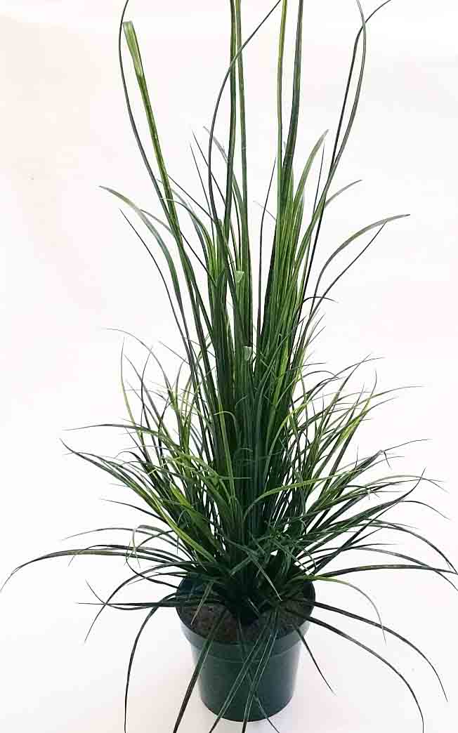 GB247 - 58" Potted River Grass Bush - 144.95 ea