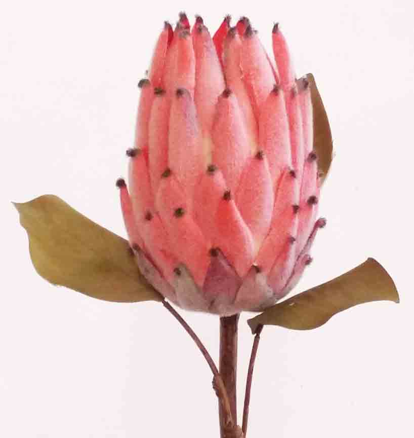 P851 - 22" Coral Royal Protea - 4.50 ea, 3.95/12