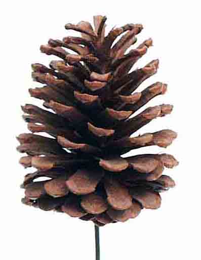 X753 - 3.5" to 4" Pine Cone on Pick - .95 ea, .85/12