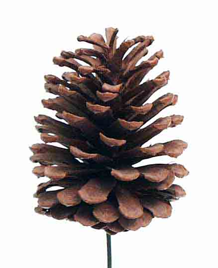 X752 - 3.5" Pine Cone Pick - 1.10 ea, 1.05/12, .90/72