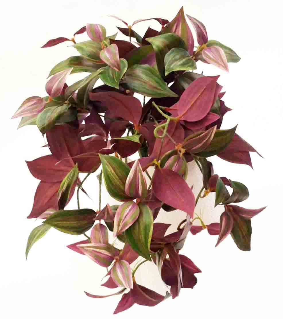 WJ154 - 20" Wandering Jew Bush - 13.80 ea