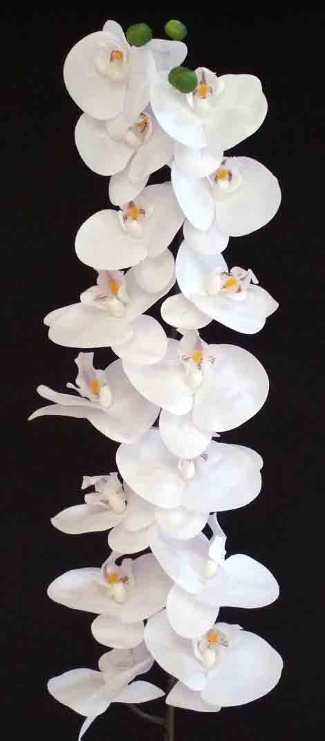 OP15 - 48" White Phalaenopsis Orchid - 10.15 ea, 9.35/6