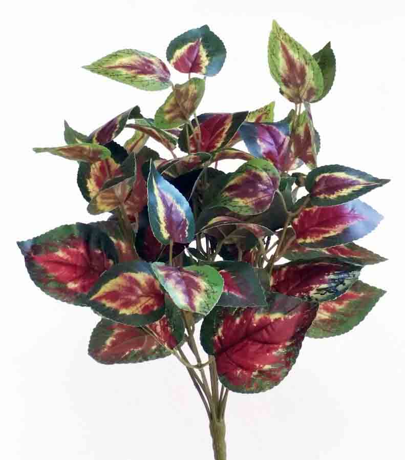 BB10 - 17" Coleus  Bush - 4.55 ea, 4.30/12