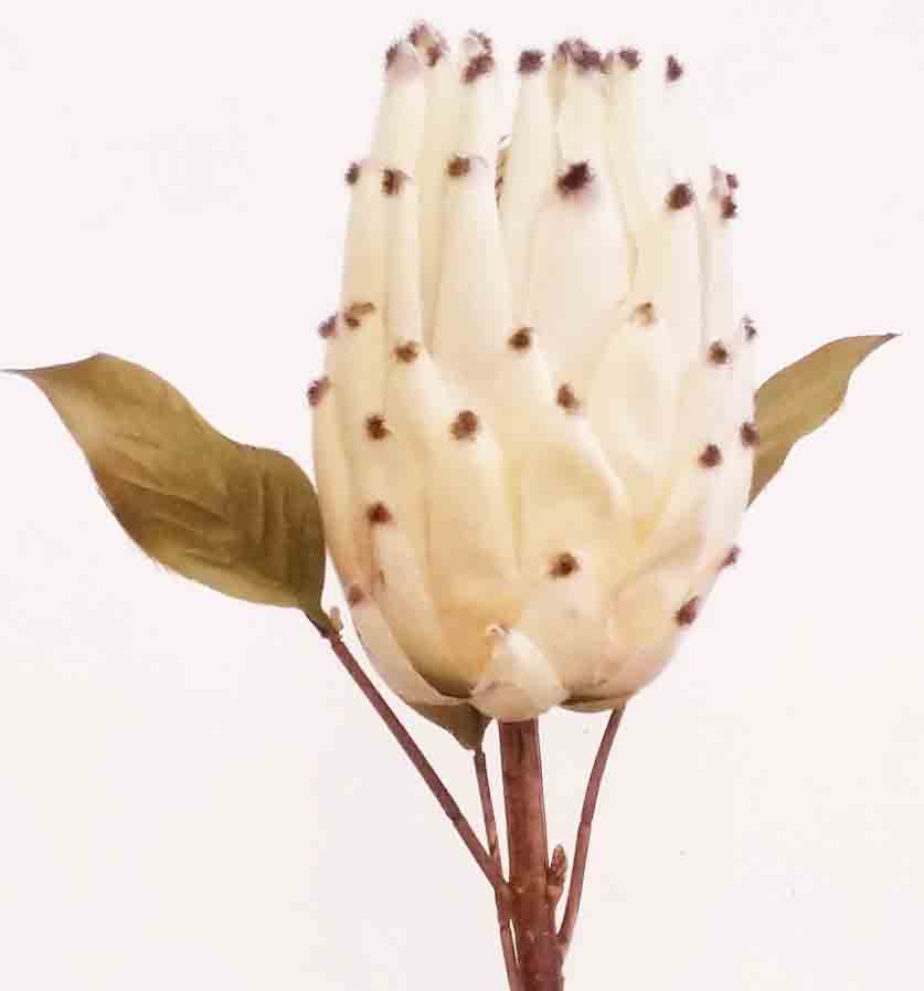 P851 - 22" Cream Royal Protea - 4.50 ea, 3.95/12